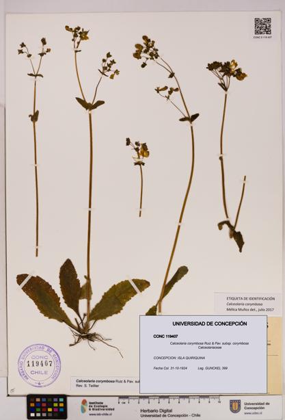 Calceolaria corymbosa [Espécimen: UDEC:CONC:0119407]