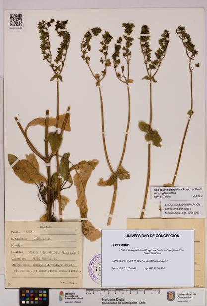 Calceolaria glandulosa [Espécimen: UDEC:CONC:0119408]