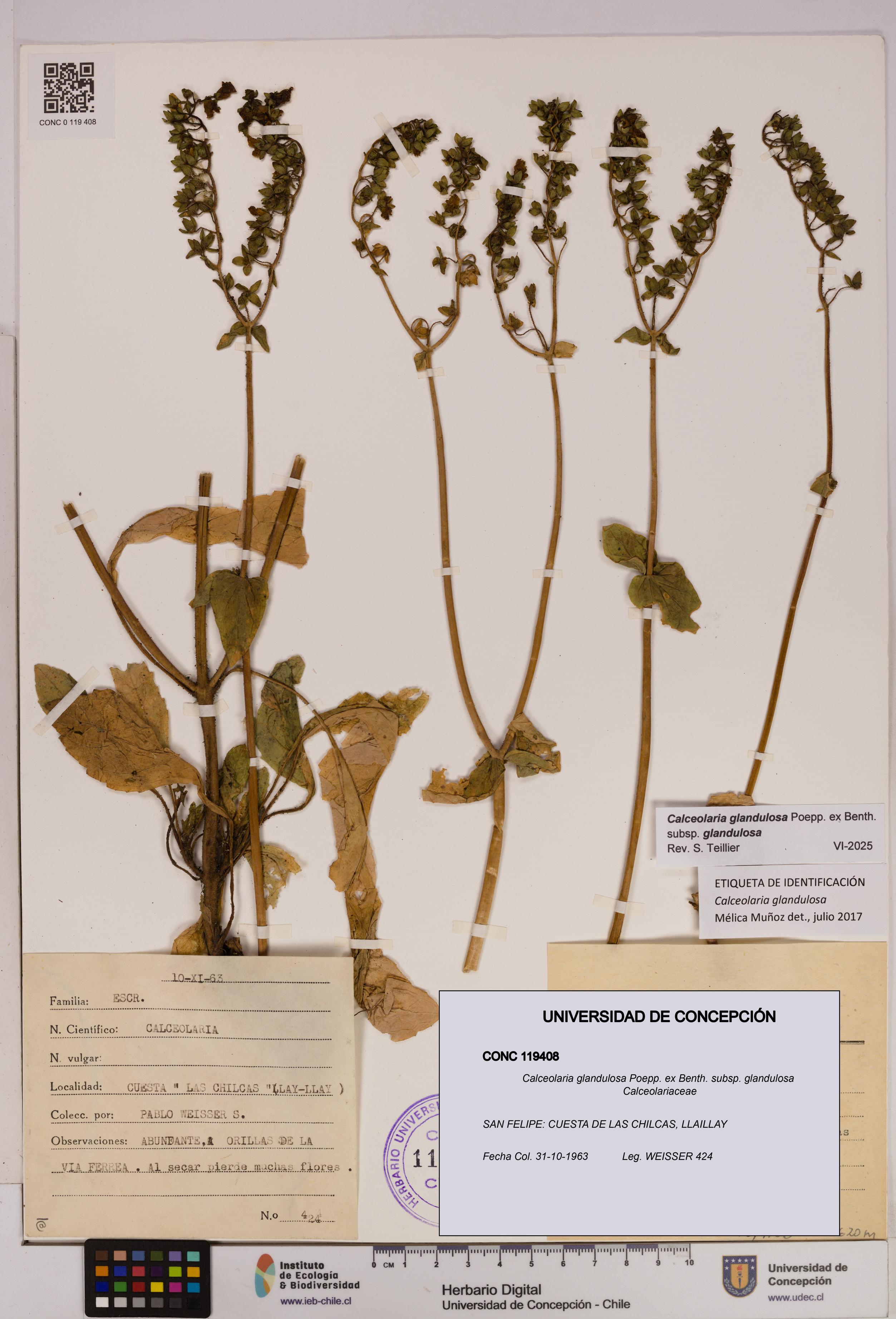 Calceolaria glandulosa [Espécimen: UDEC:CONC:0119408]