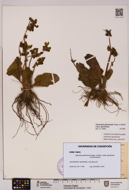 Calceolaria glandulosa [Espécimen: UDEC:CONC:0119415]