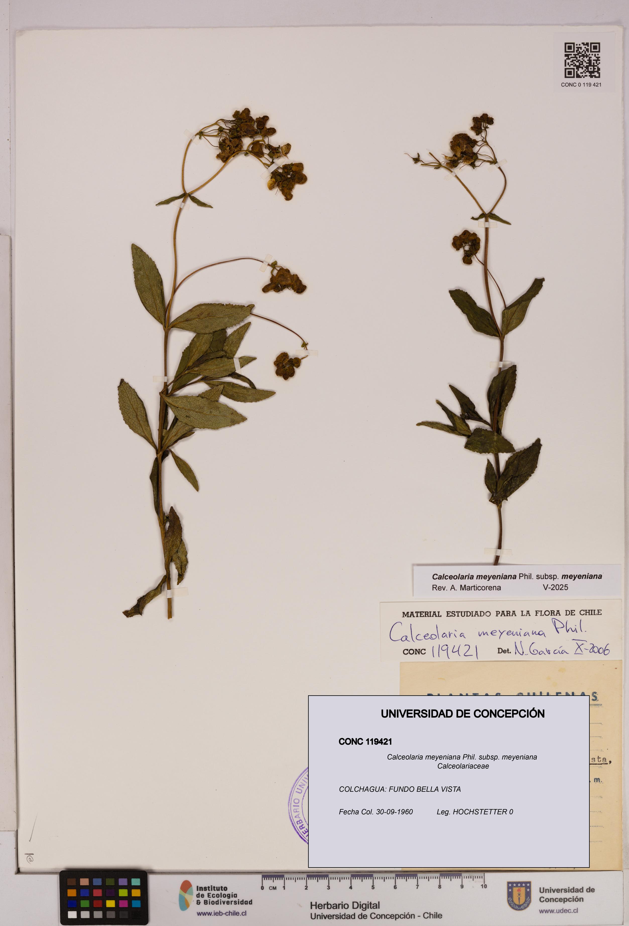 Calceolaria meyeniana subsp. meyeniana [Espécimen: UDEC:CONC:0119421]