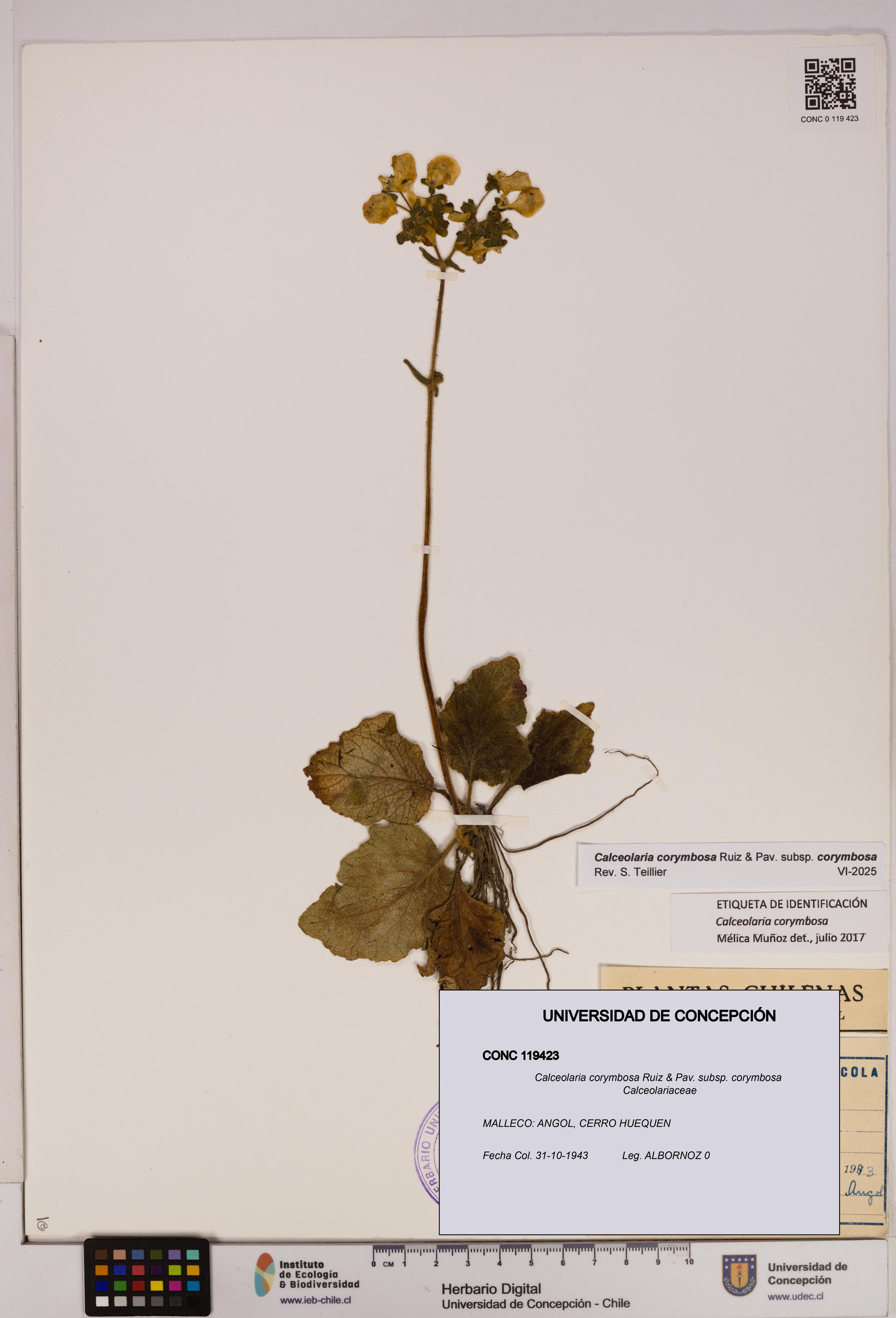 Calceolaria corymbosa [Espécimen: UDEC:CONC:0119423]