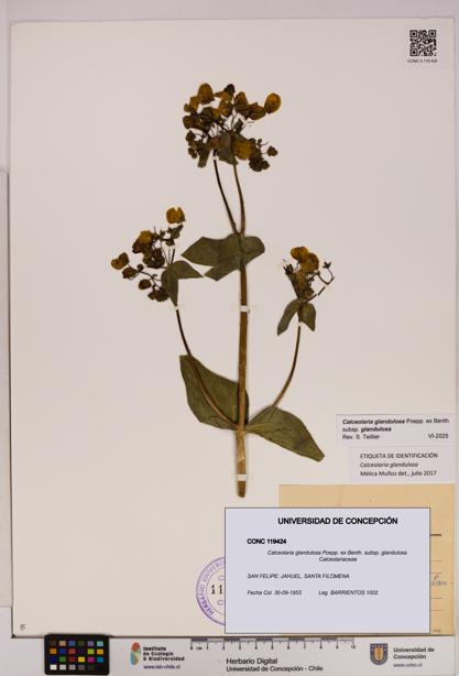Calceolaria glandulosa [Espécimen: UDEC:CONC:0119424]