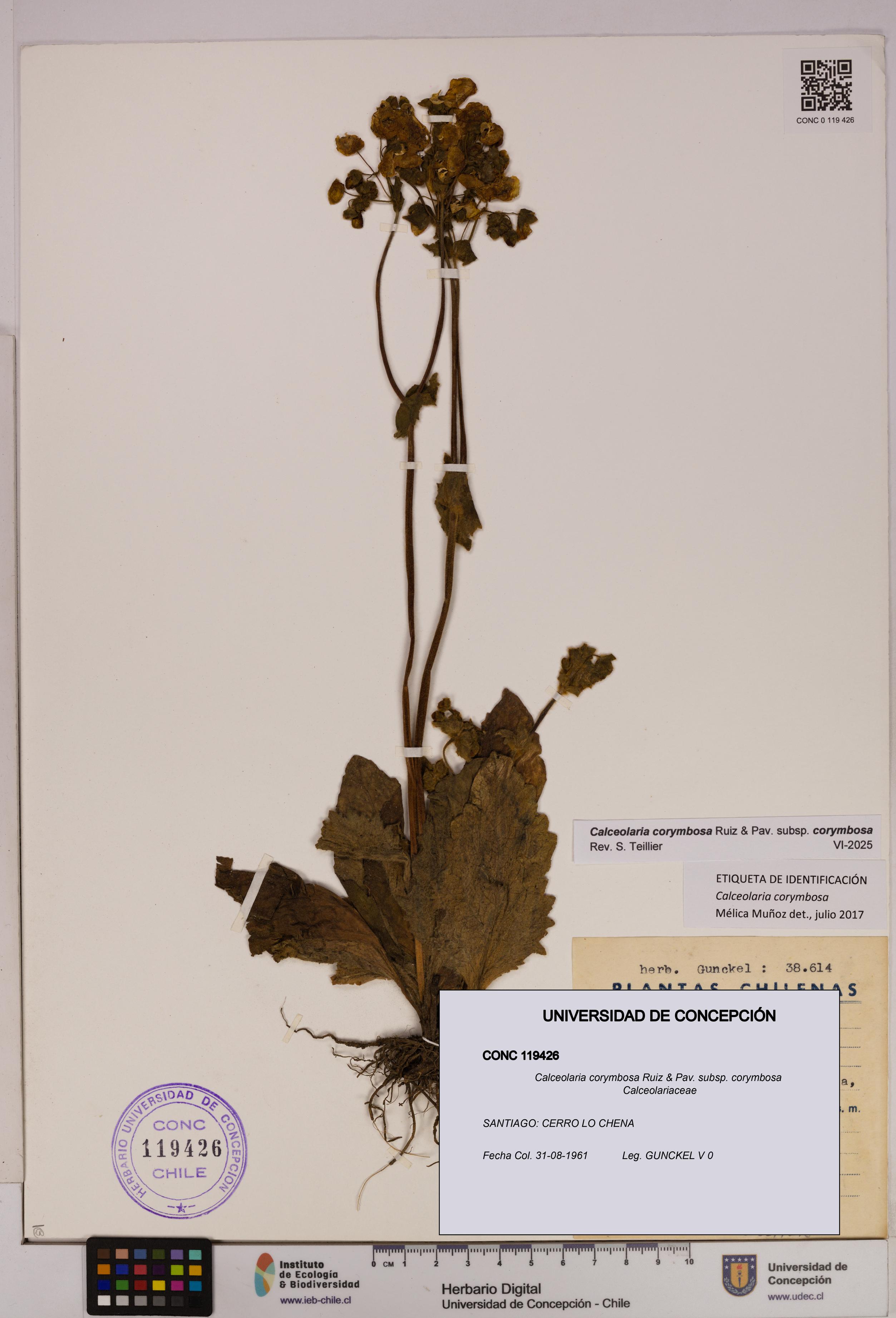 Calceolaria corymbosa [Espécimen: UDEC:CONC:0119426]