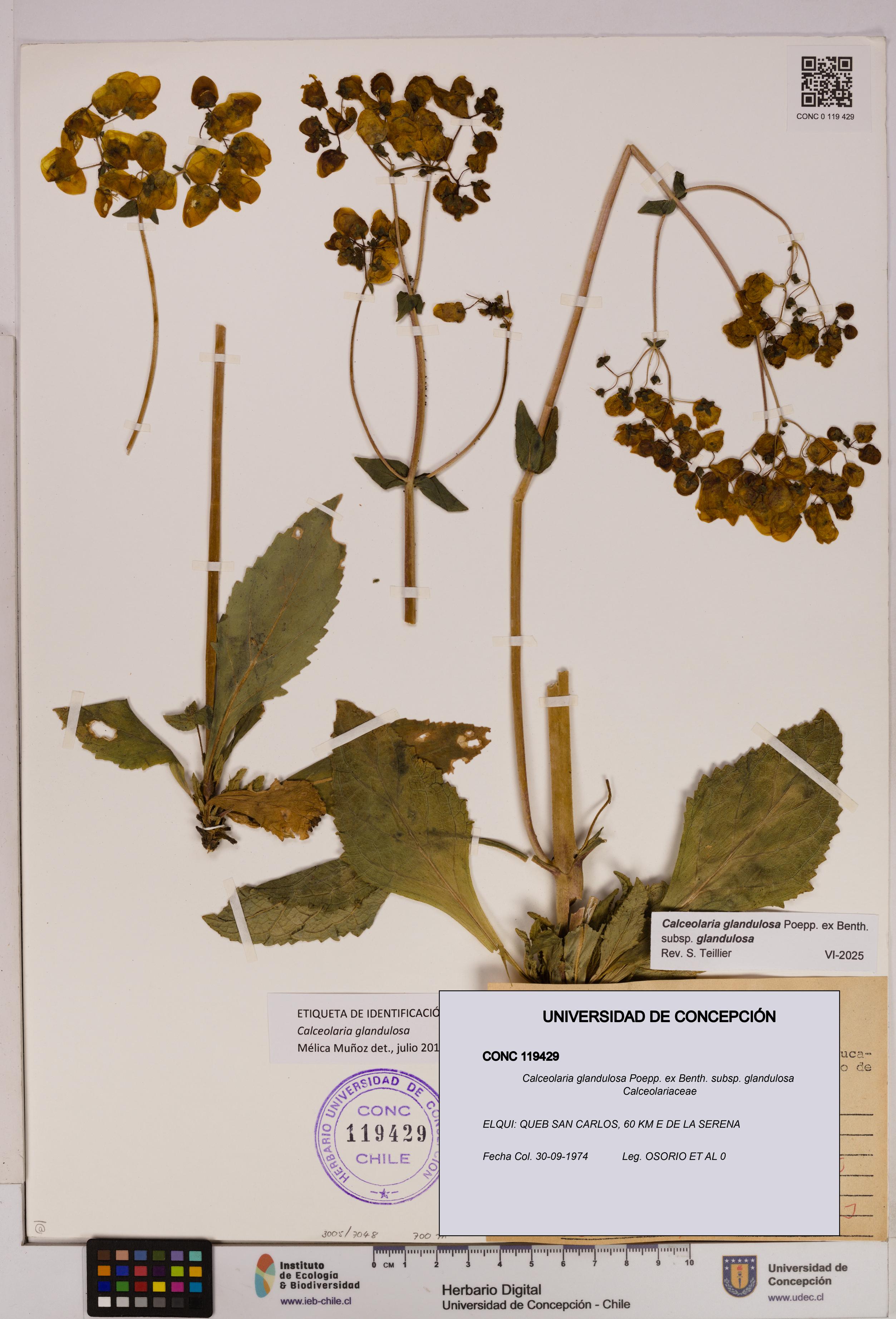 Calceolaria glandulosa [Espécimen: UDEC:CONC:0119429]