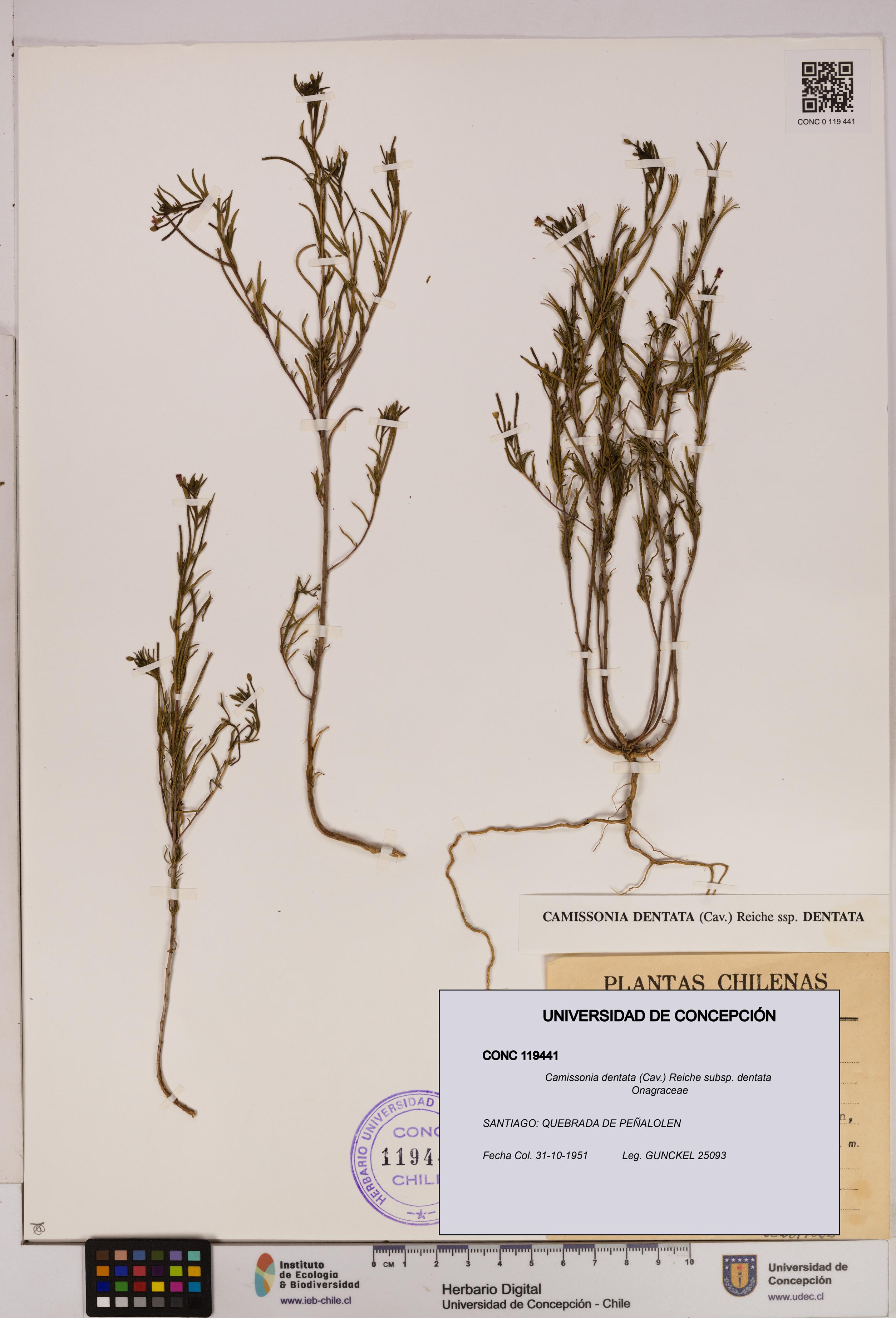Camissonia dentata [Espécimen: UDEC:CONC:0119441]