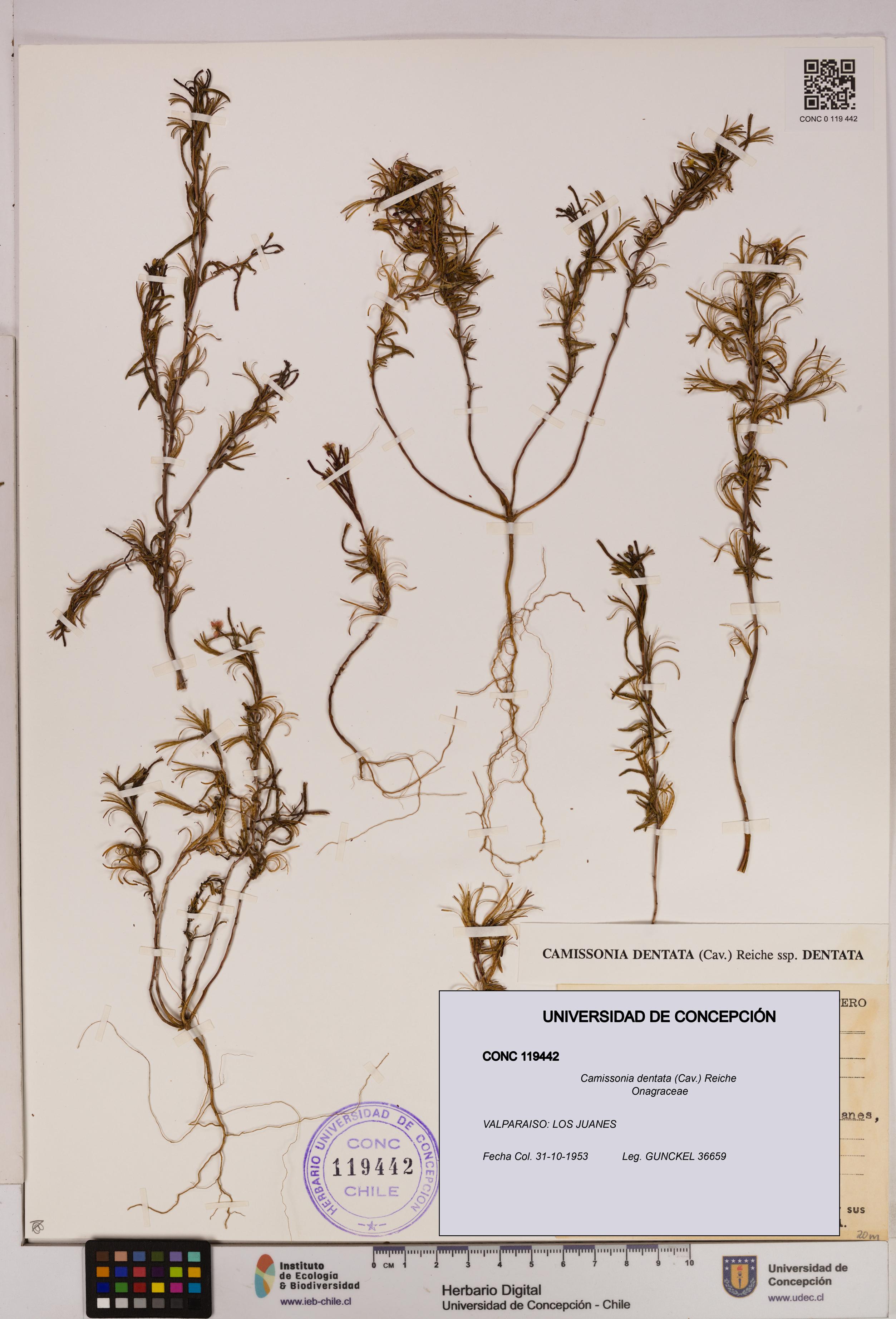 Camissonia dentata [Espécimen: UDEC:CONC:0119442]