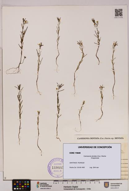 Camissonia dentata [Espécimen: UDEC:CONC:0119445]