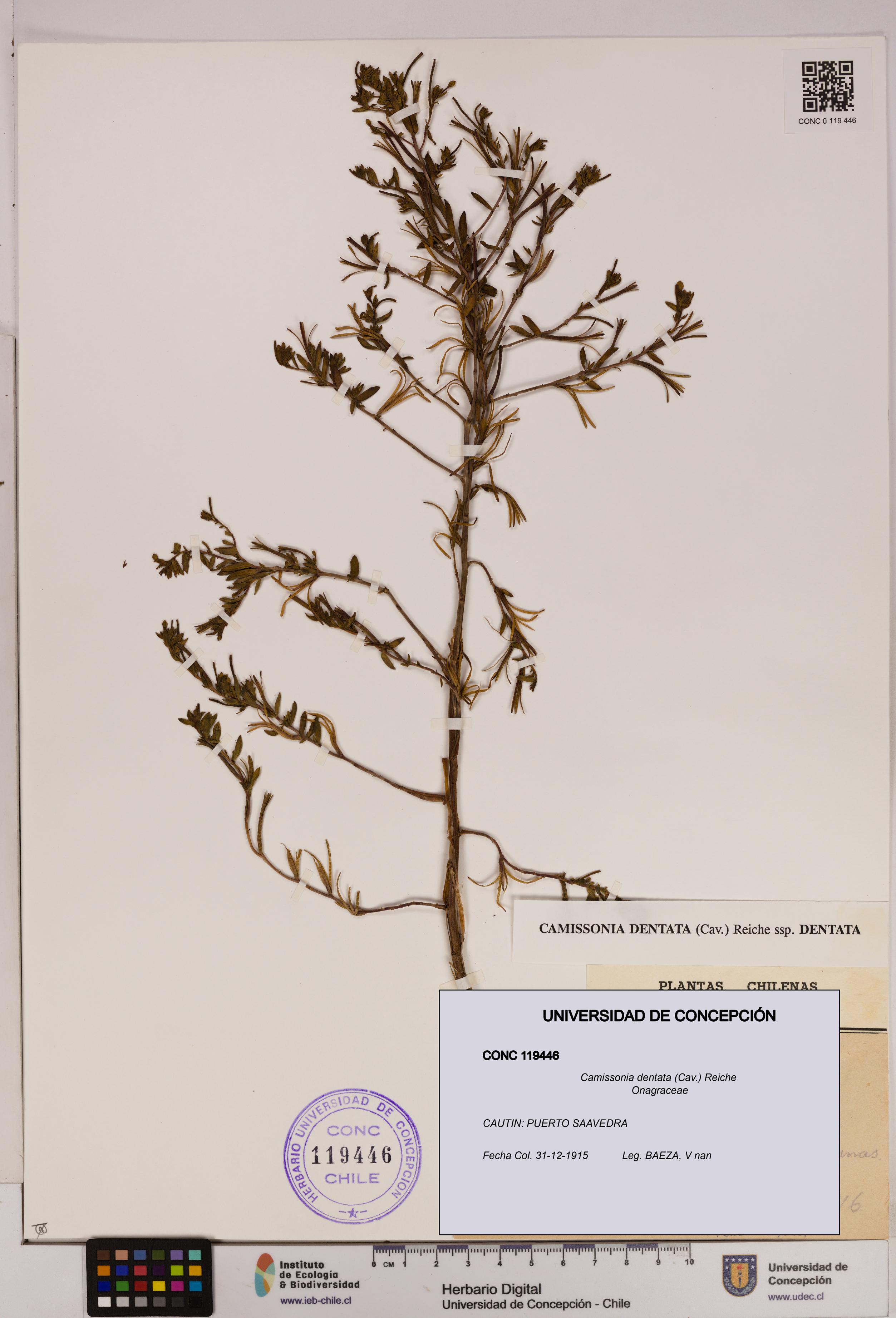 Camissonia dentata [Espécimen: UDEC:CONC:0119446]