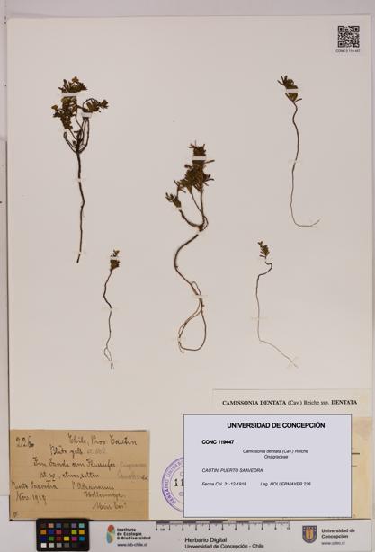 Camissonia dentata [Espécimen: UDEC:CONC:0119447]