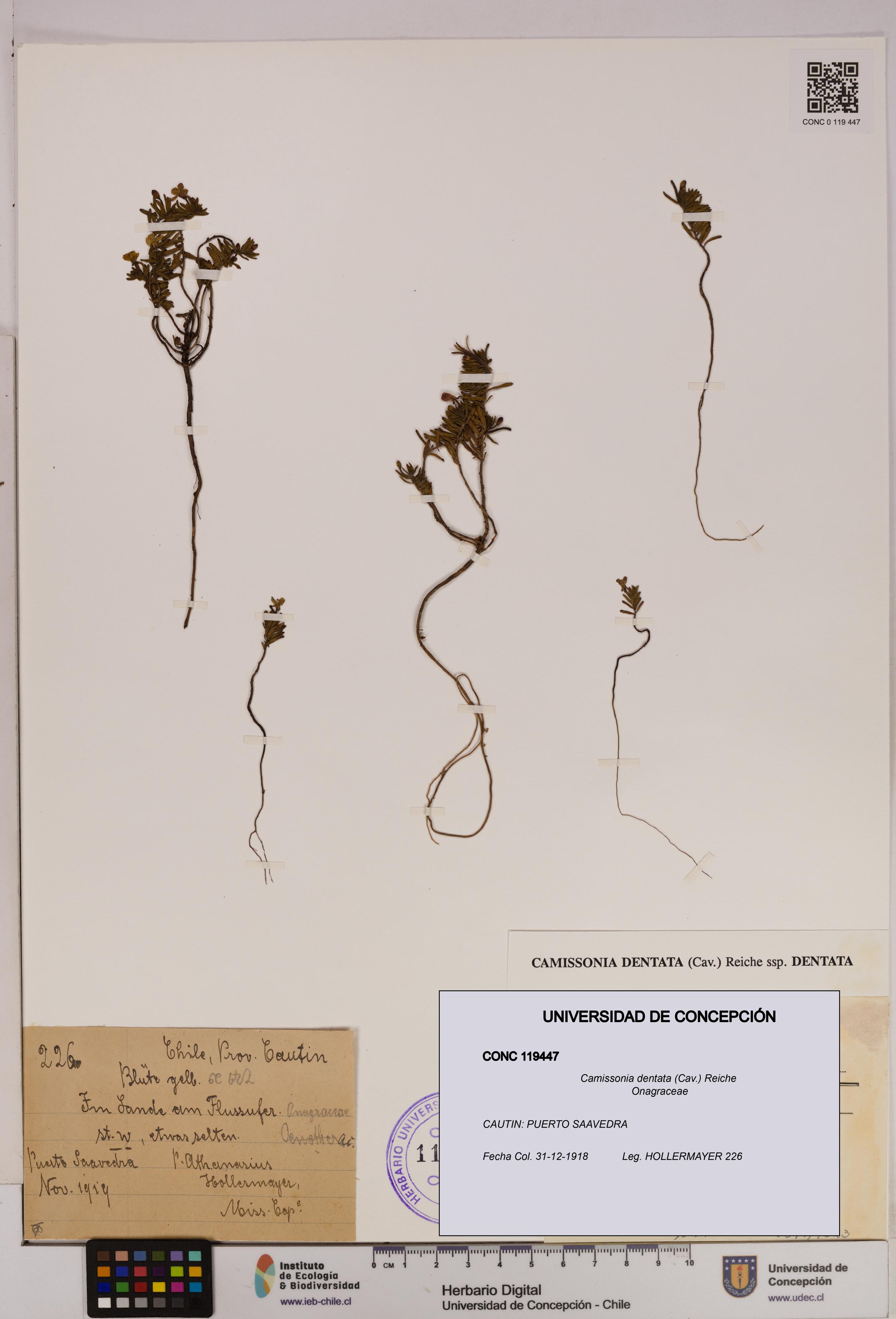 Camissonia dentata [Espécimen: UDEC:CONC:0119447]