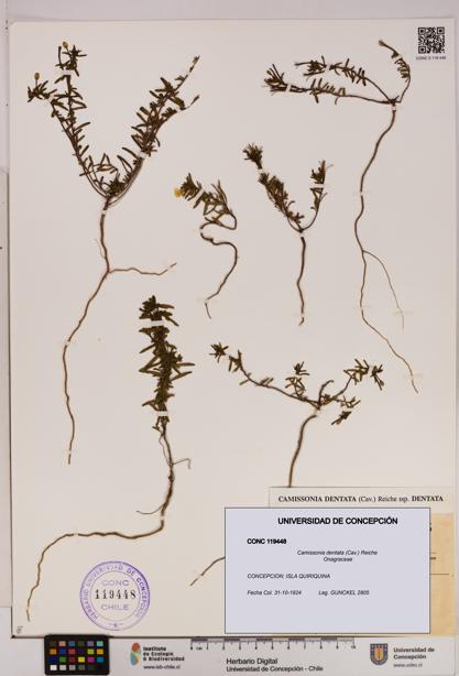 Camissonia dentata [Espécimen: UDEC:CONC:0119448]