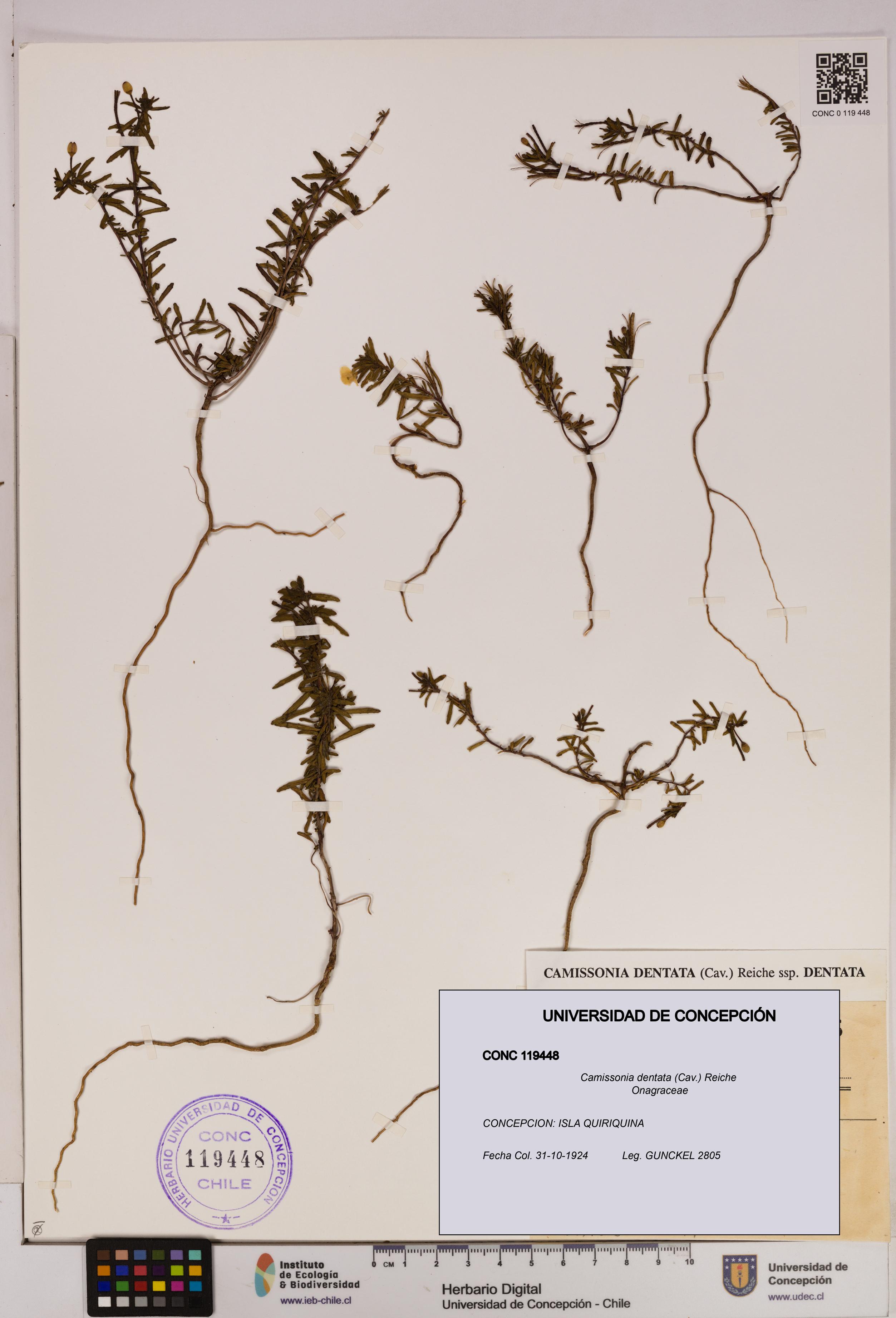 Camissonia dentata [Espécimen: UDEC:CONC:0119448]