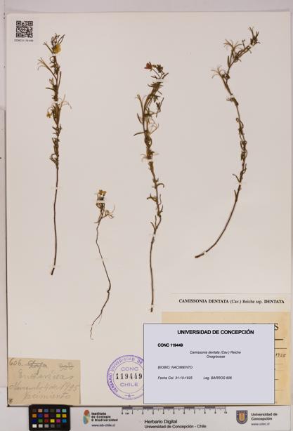 Camissonia dentata [Espécimen: UDEC:CONC:0119449]