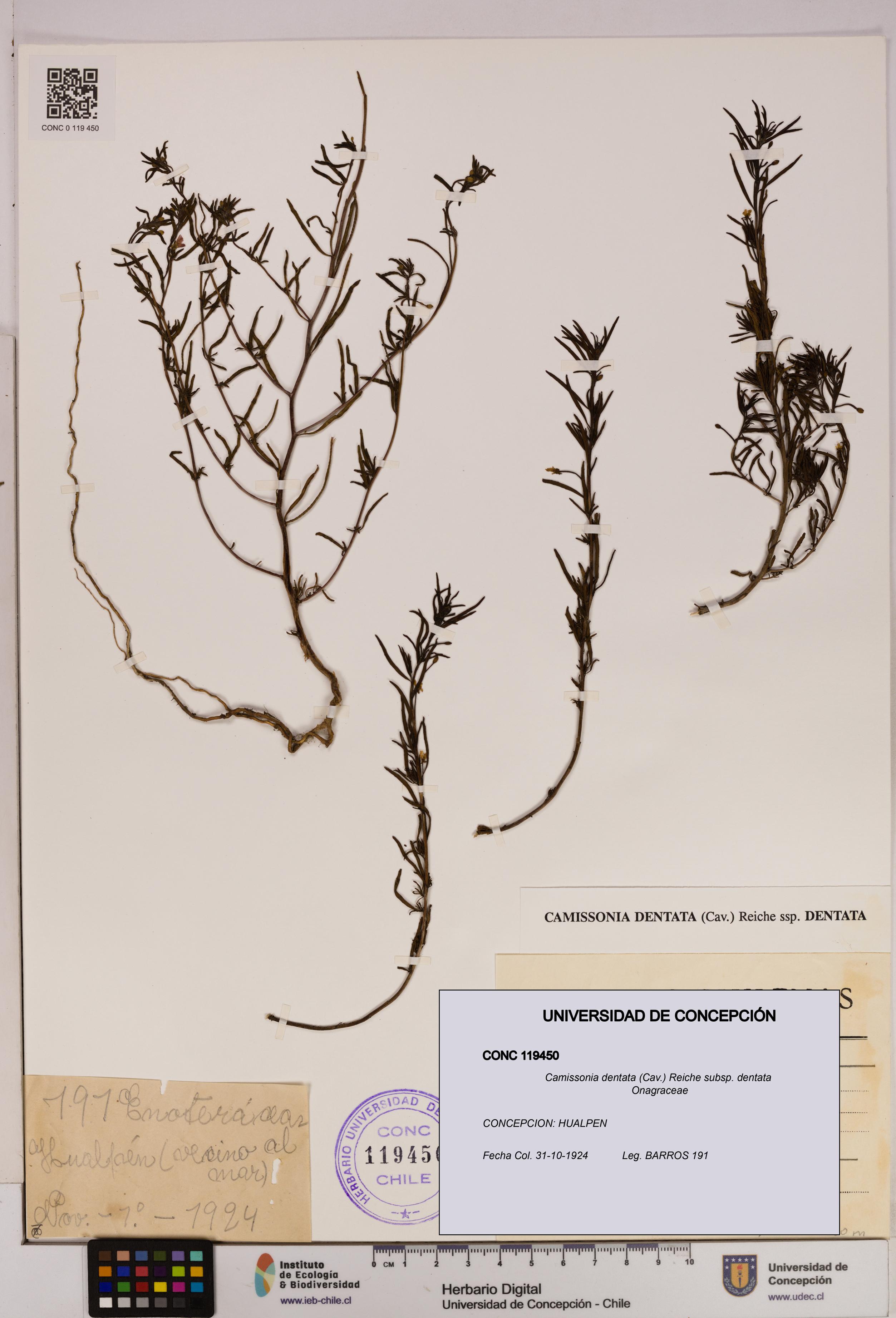 Camissonia dentata [Espécimen: UDEC:CONC:0119450]