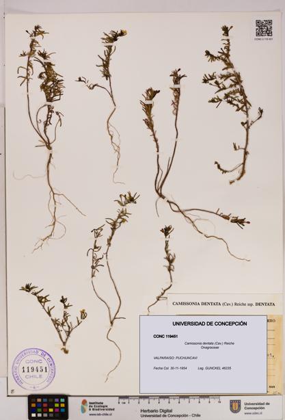 Camissonia dentata [Espécimen: UDEC:CONC:0119451]