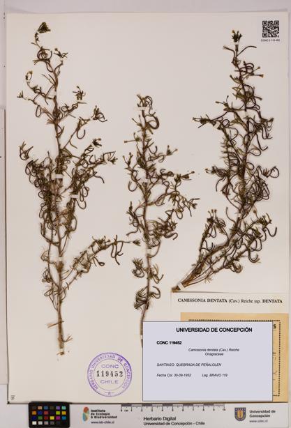 Camissonia dentata [Espécimen: UDEC:CONC:0119452]