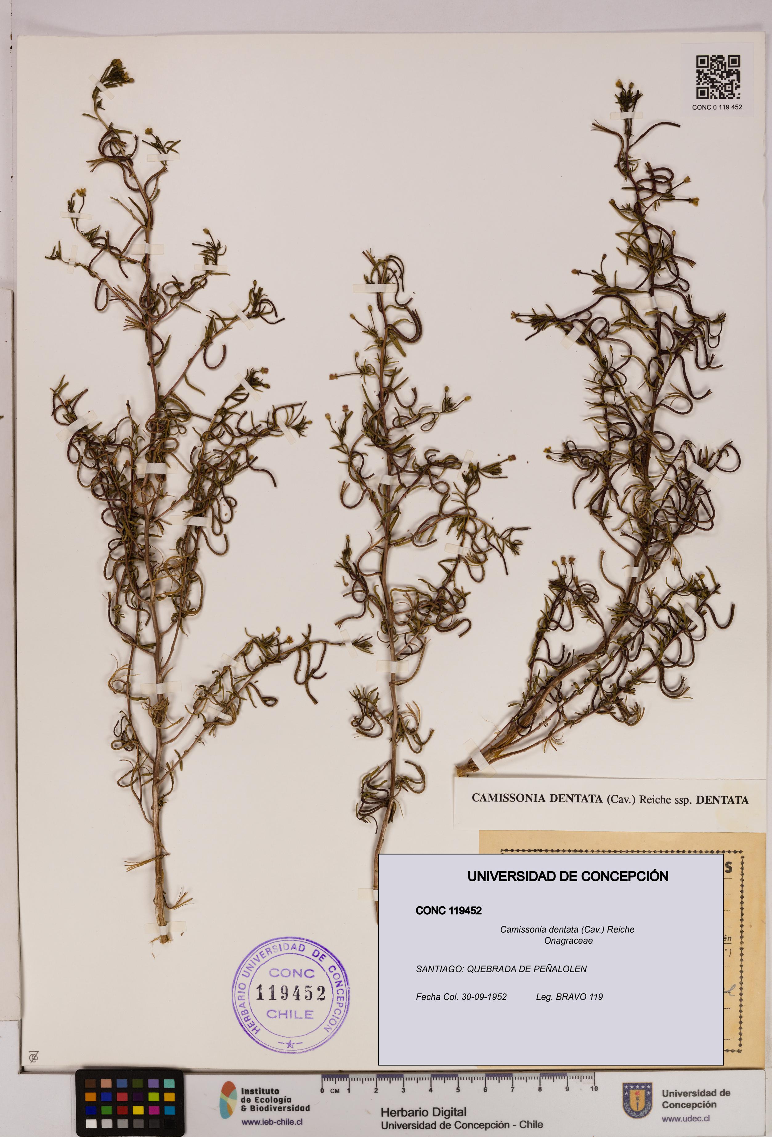 Camissonia dentata [Espécimen: UDEC:CONC:0119452]