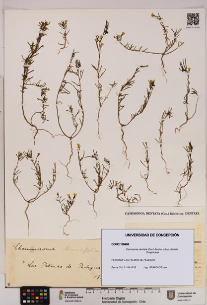 Camissonia dentata [Espécimen: UDEC:CONC:0119453]