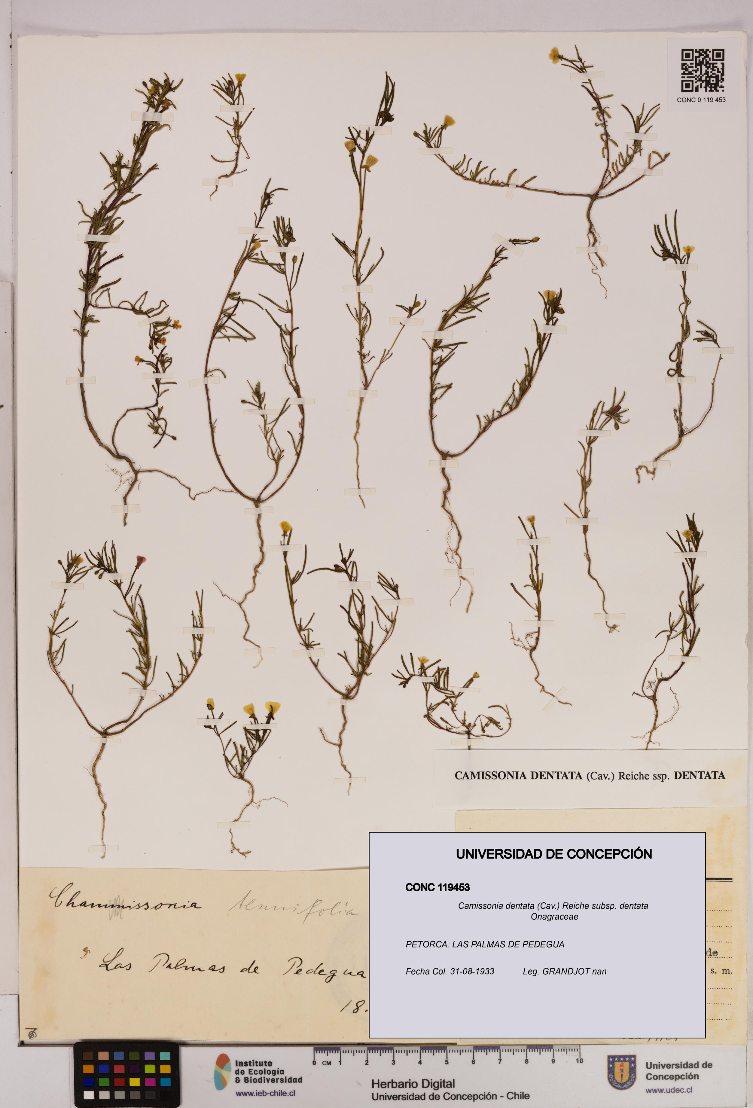 Camissonia dentata [Espécimen: UDEC:CONC:0119453]