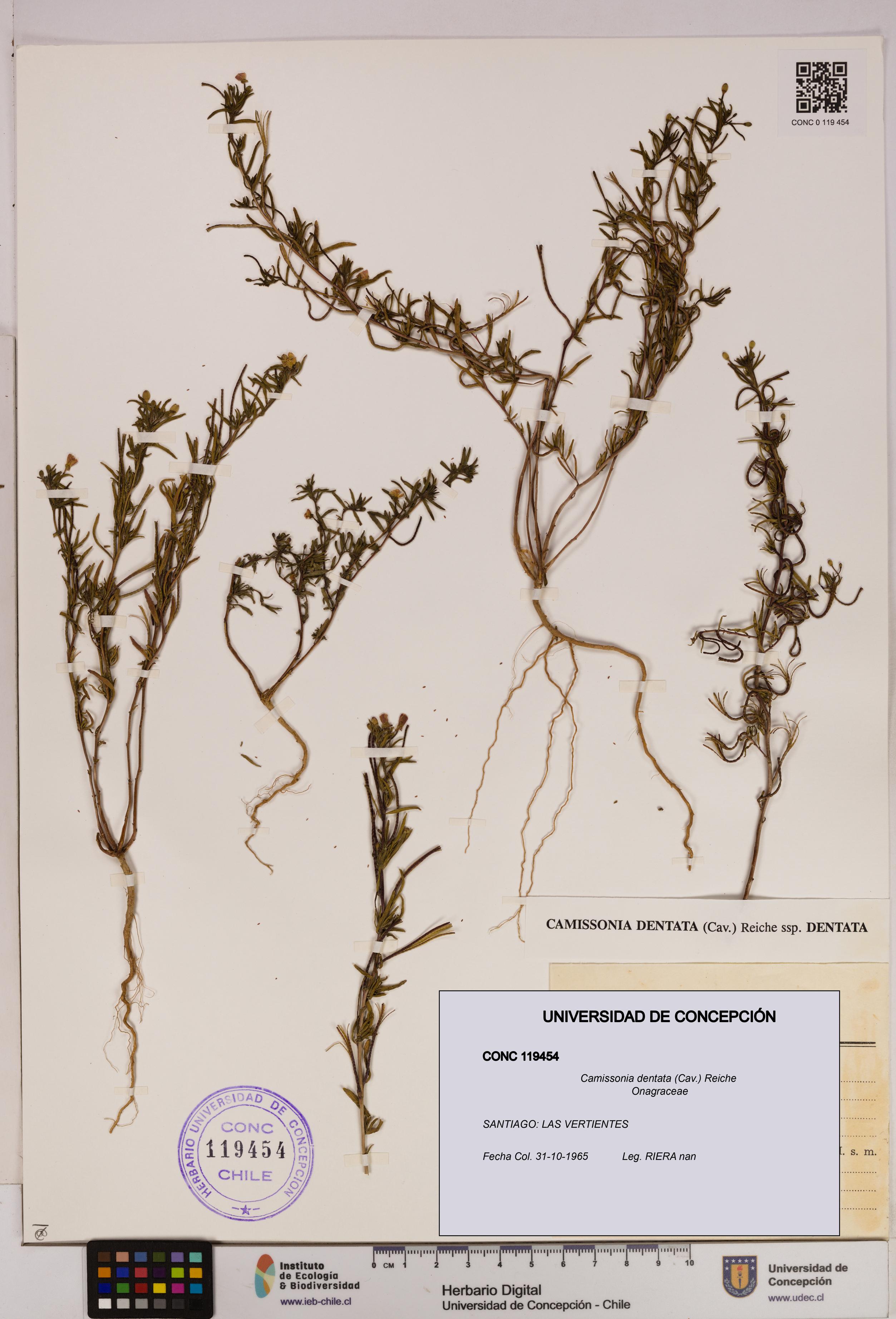 Camissonia dentata [Espécimen: UDEC:CONC:0119454]