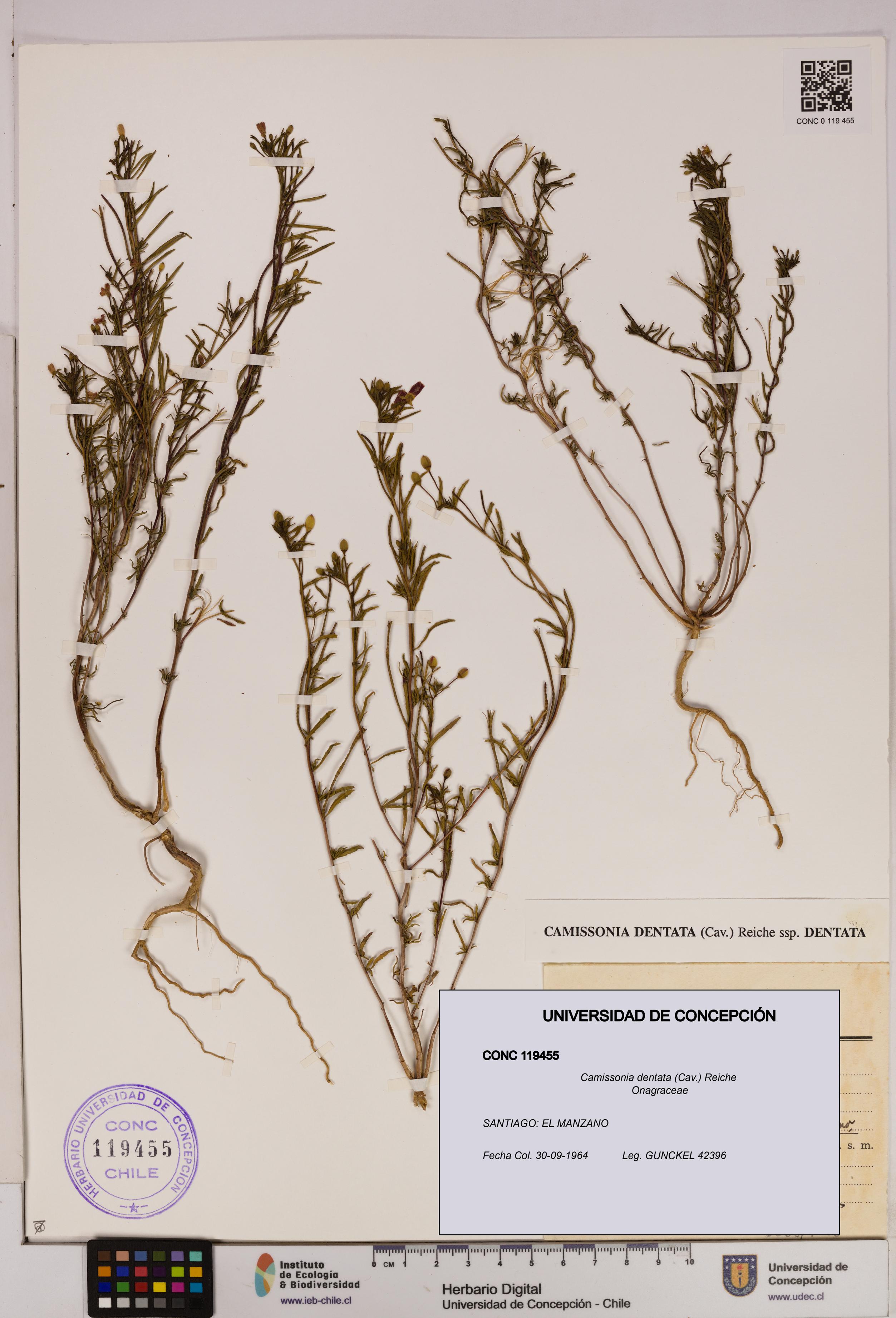 Camissonia dentata [Espécimen: UDEC:CONC:0119455]