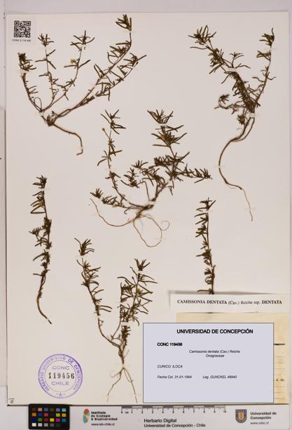 Camissonia dentata [Espécimen: UDEC:CONC:0119456]