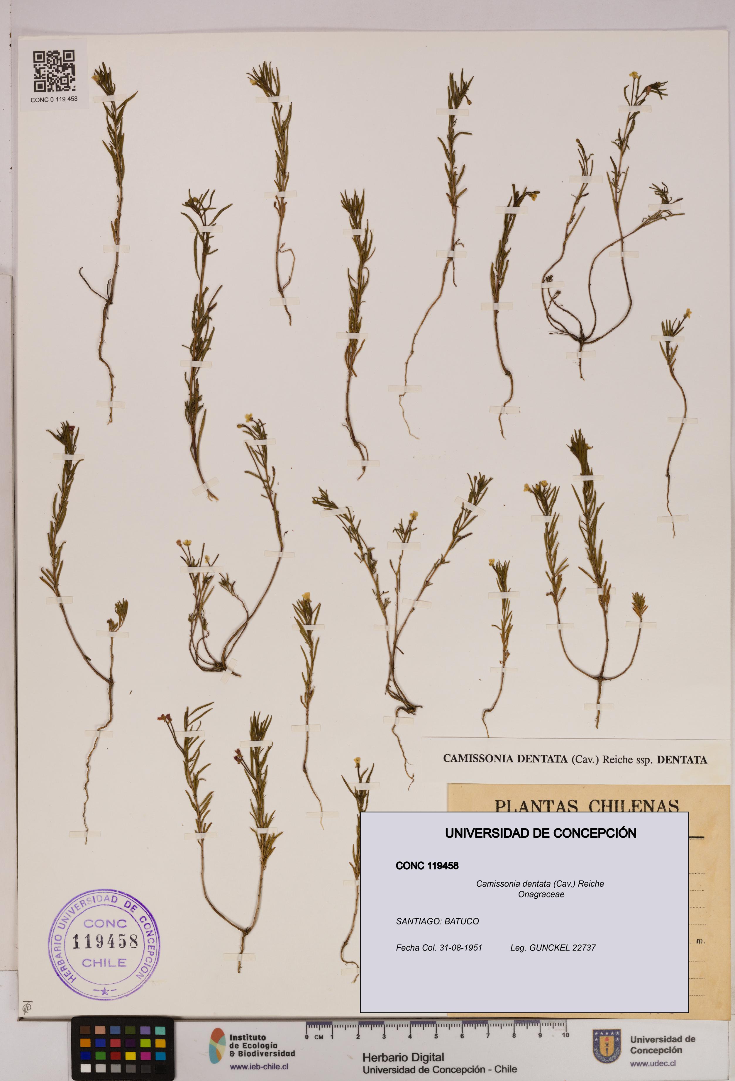 Camissonia dentata [Espécimen: UDEC:CONC:0119458]