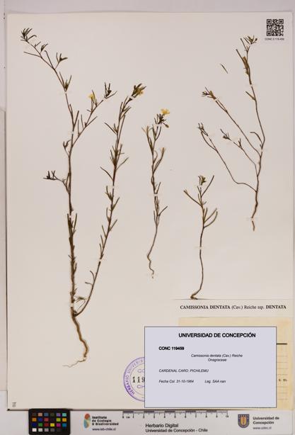 Camissonia dentata [Espécimen: UDEC:CONC:0119459]