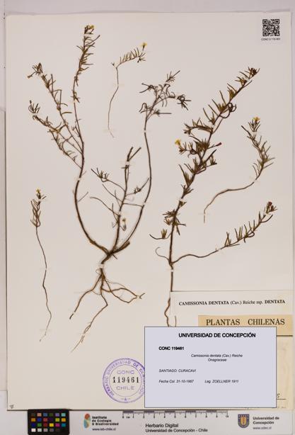 Camissonia dentata [Espécimen: UDEC:CONC:0119461]
