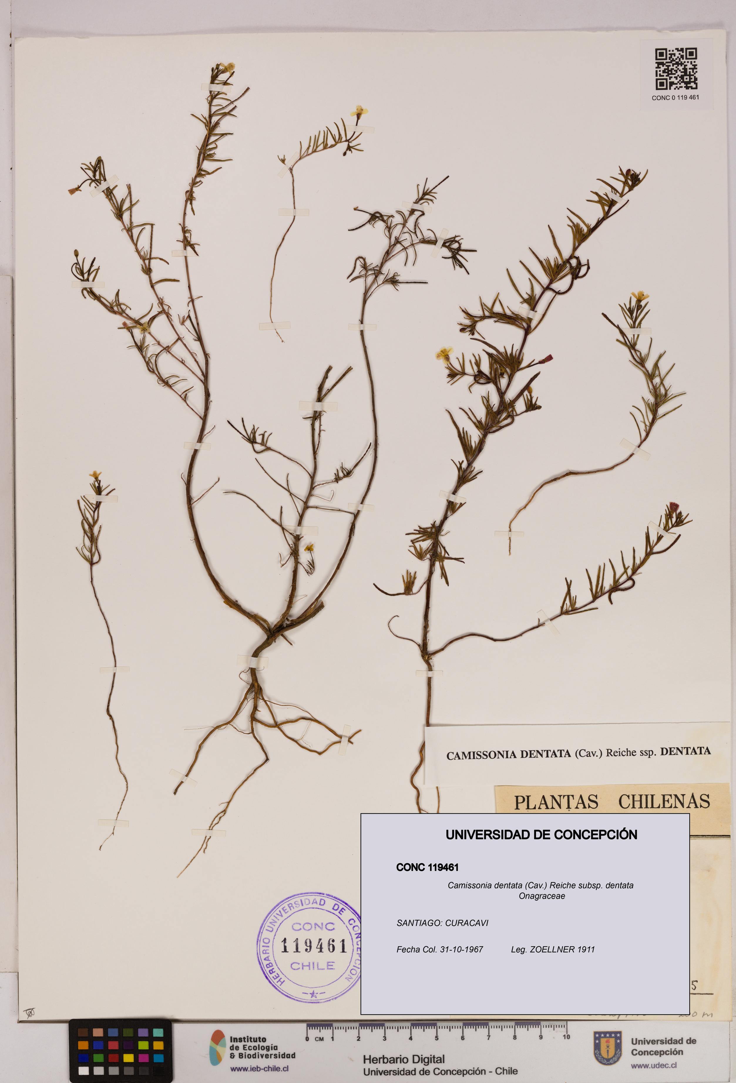 Camissonia dentata [Espécimen: UDEC:CONC:0119461]