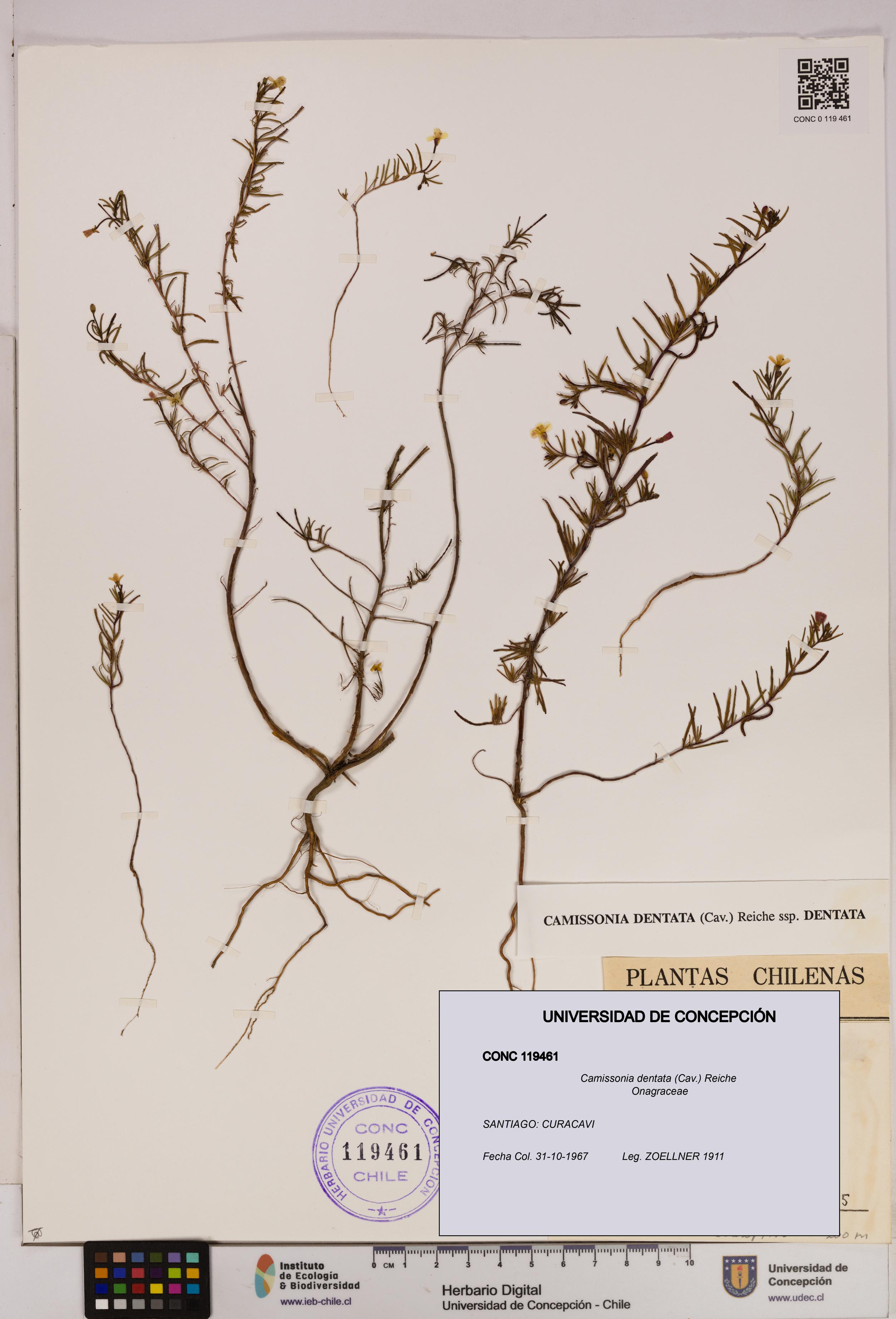 Camissonia dentata [Espécimen: UDEC:CONC:0119461]