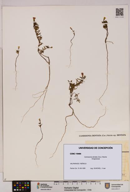 Camissonia dentata [Espécimen: UDEC:CONC:0119464]