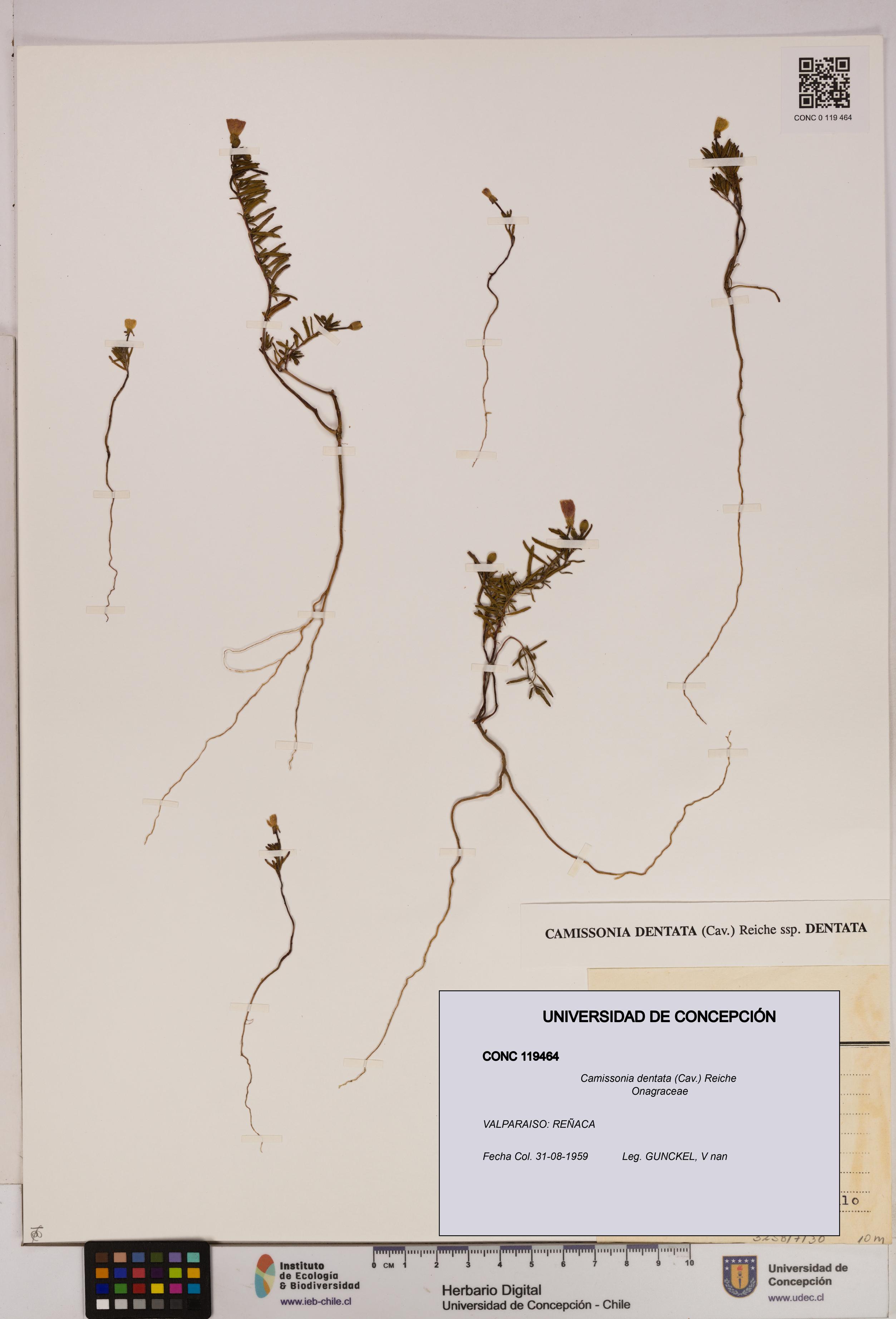 Camissonia dentata [Espécimen: UDEC:CONC:0119464]