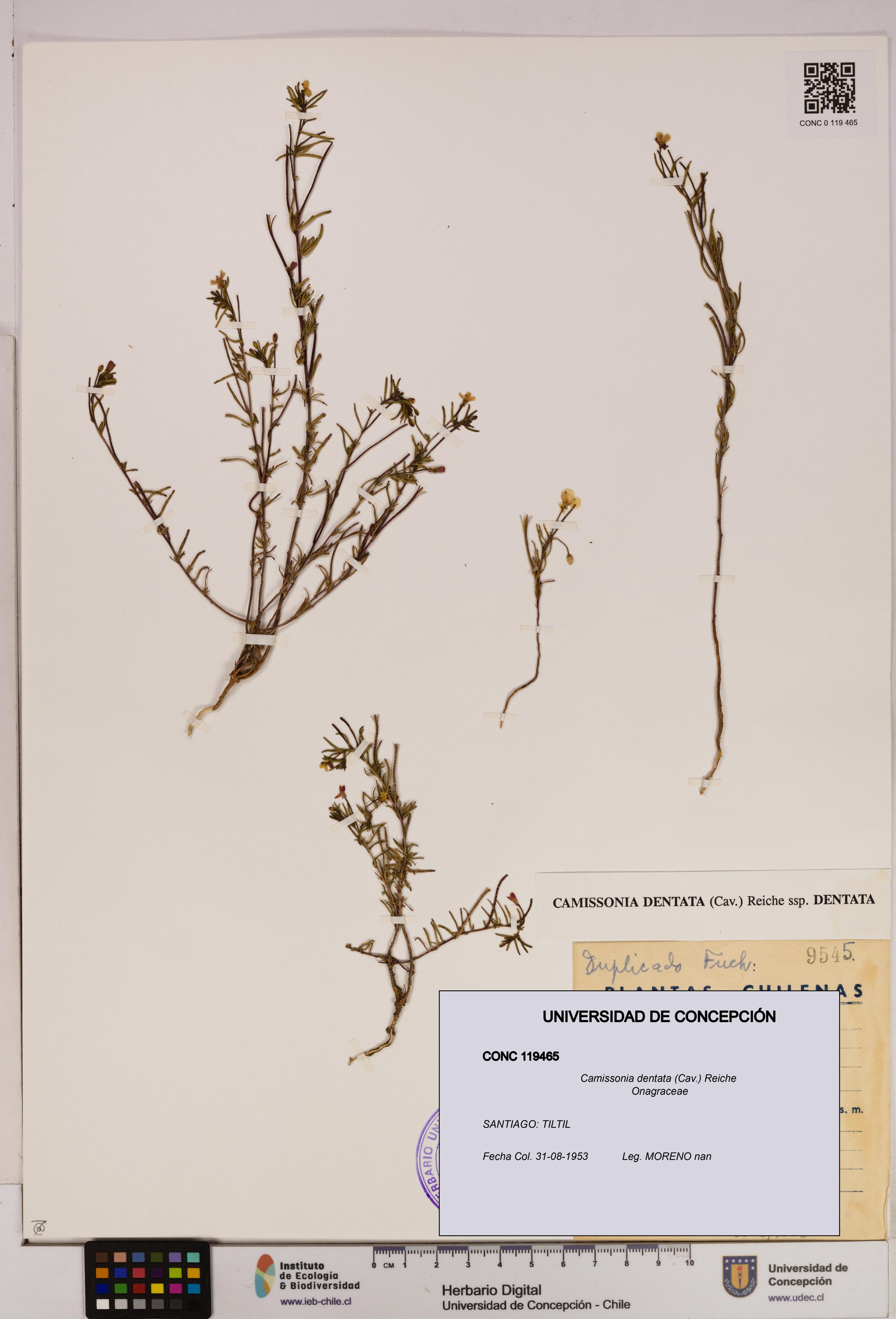 Camissonia dentata [Espécimen: UDEC:CONC:0119465]