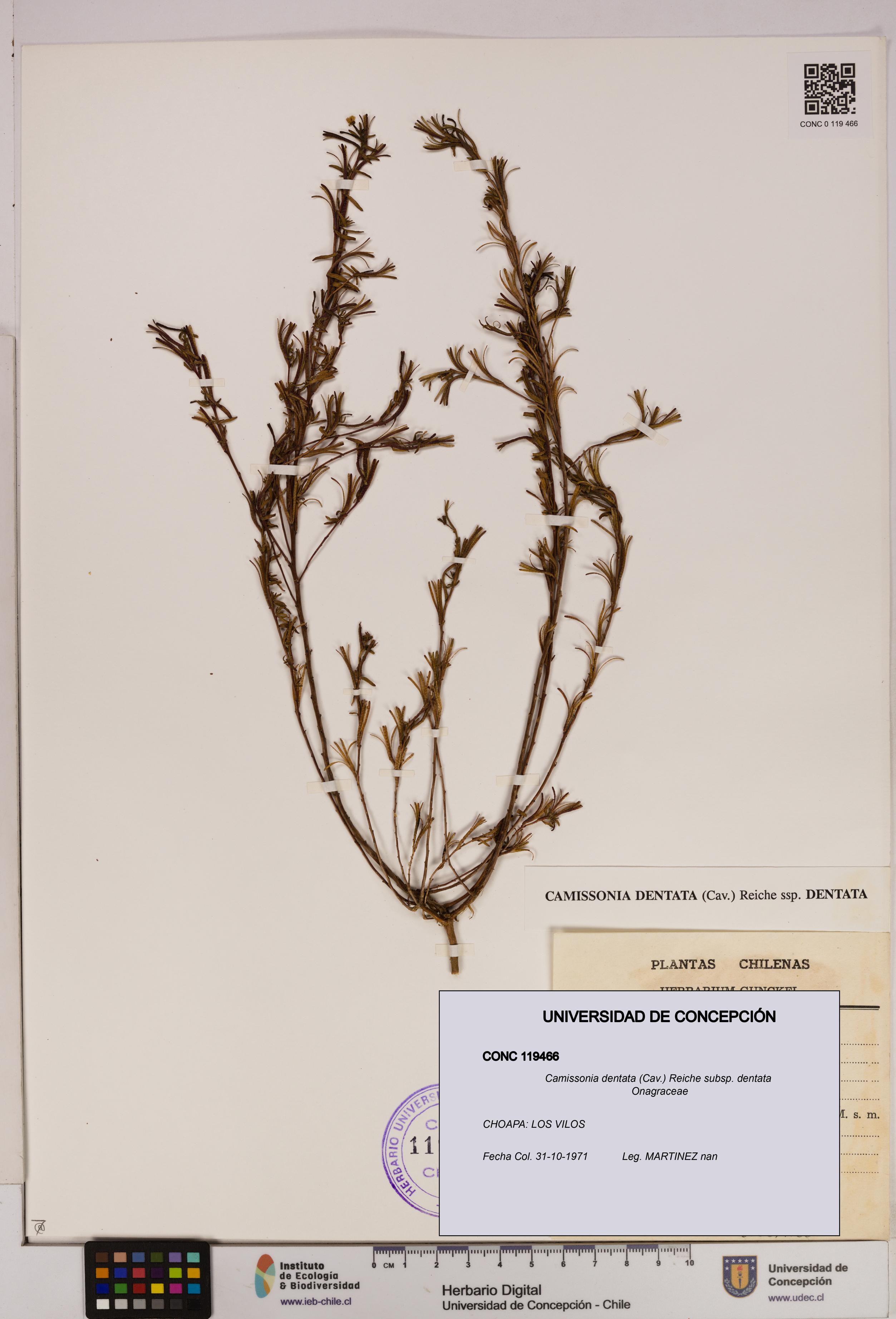 Camissonia dentata [Espécimen: UDEC:CONC:0119466]