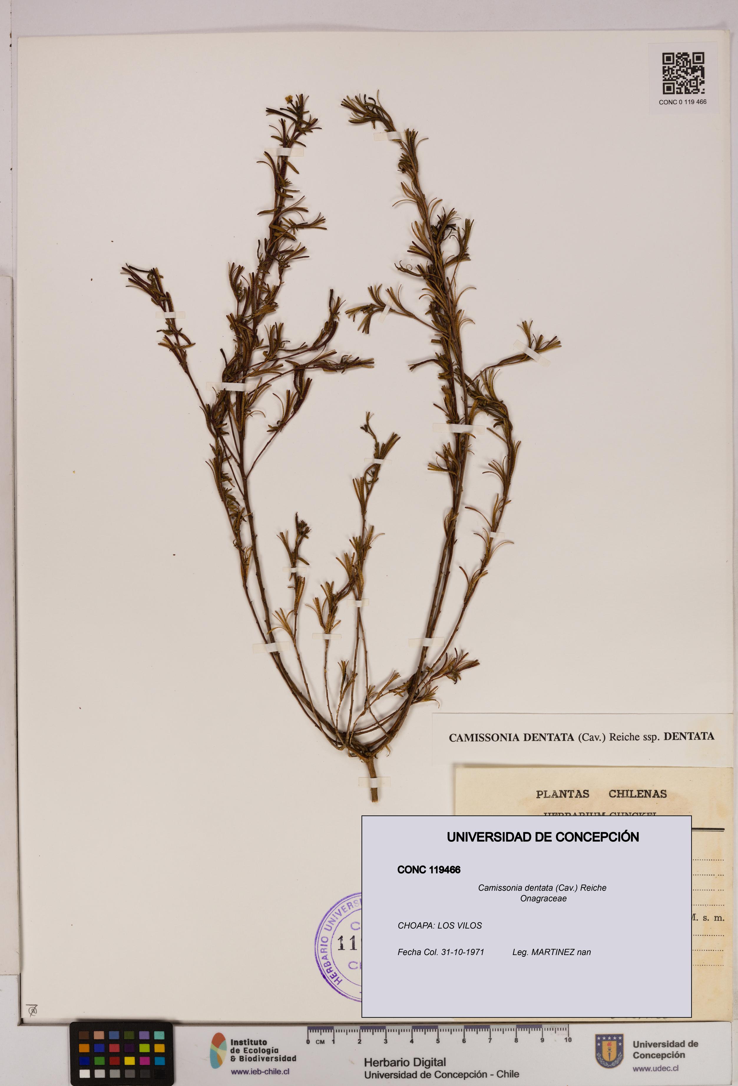 Camissonia dentata [Espécimen: UDEC:CONC:0119466]
