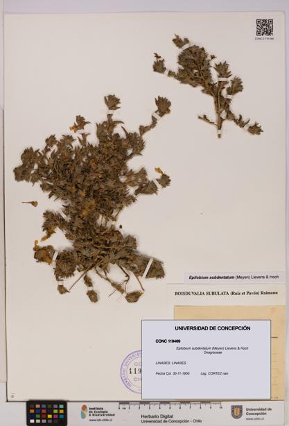 Epilobium subdentatum [Espécimen: UDEC:CONC:0119469]
