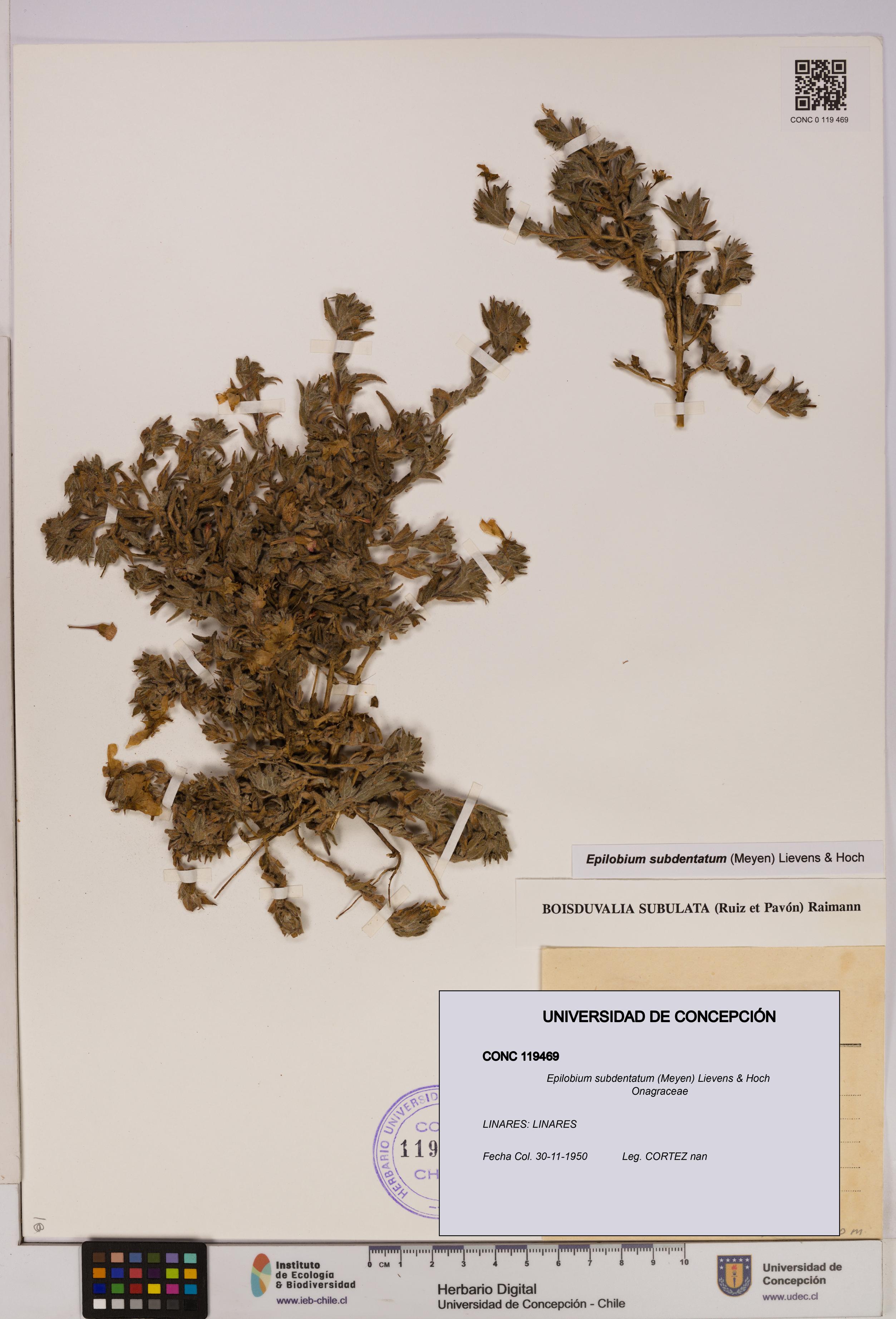 Epilobium subdentatum [Espécimen: UDEC:CONC:0119469]