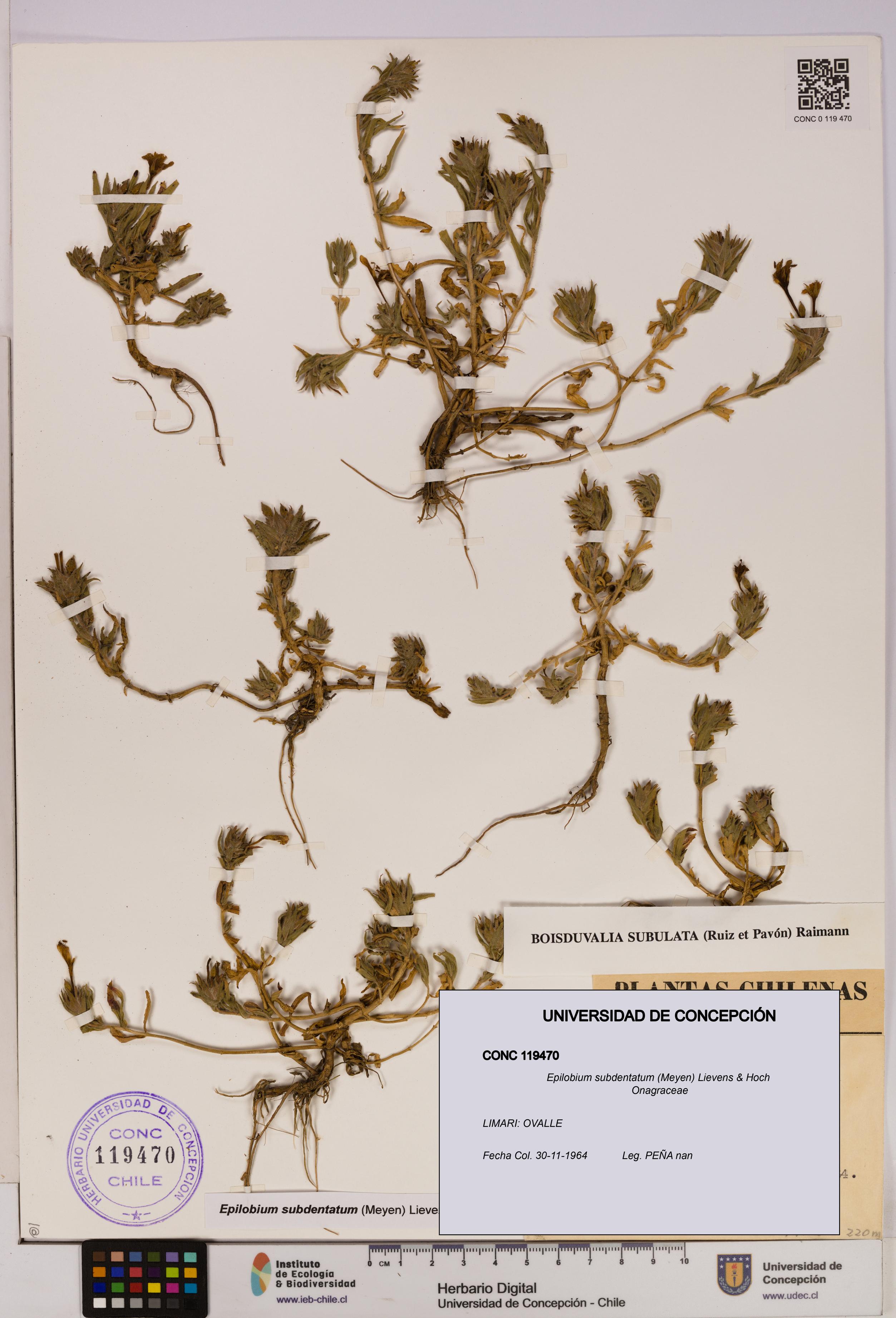 Epilobium subdentatum [Espécimen: UDEC:CONC:0119470]