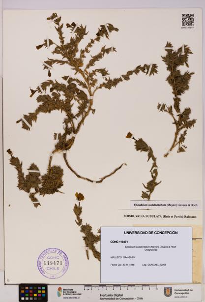 Epilobium subdentatum [Espécimen: UDEC:CONC:0119471]