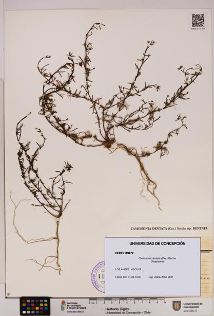 Camissonia dentata [Espécimen: UDEC:CONC:0119472]