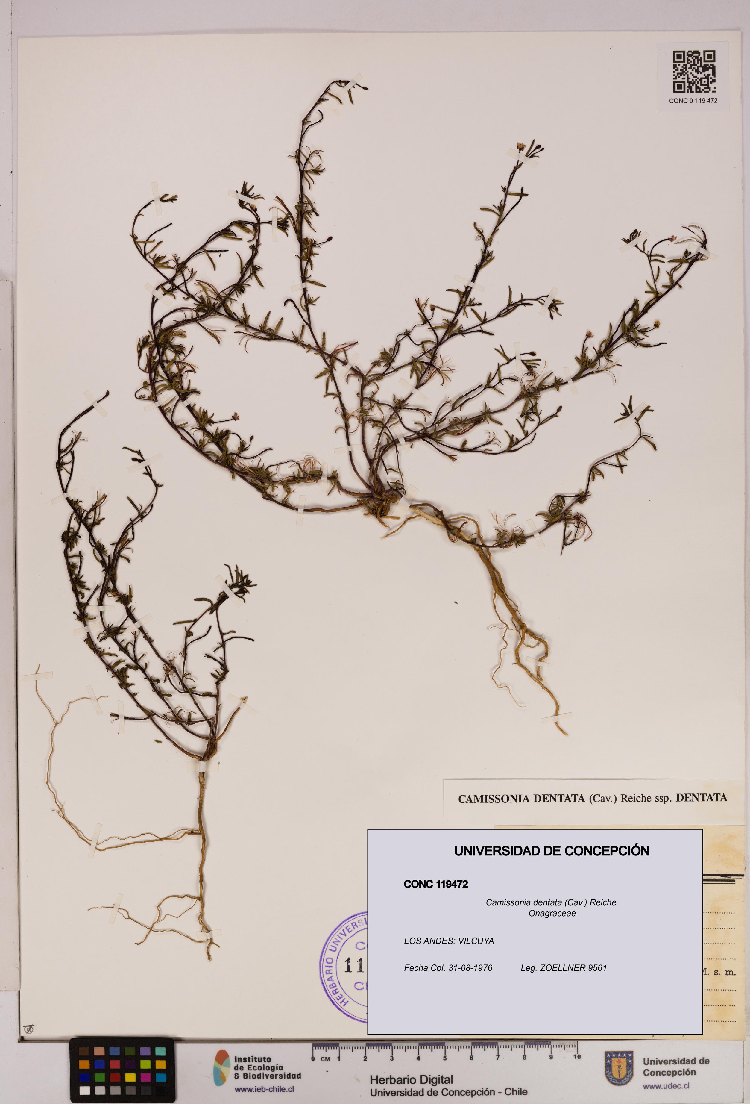 Camissonia dentata [Espécimen: UDEC:CONC:0119472]