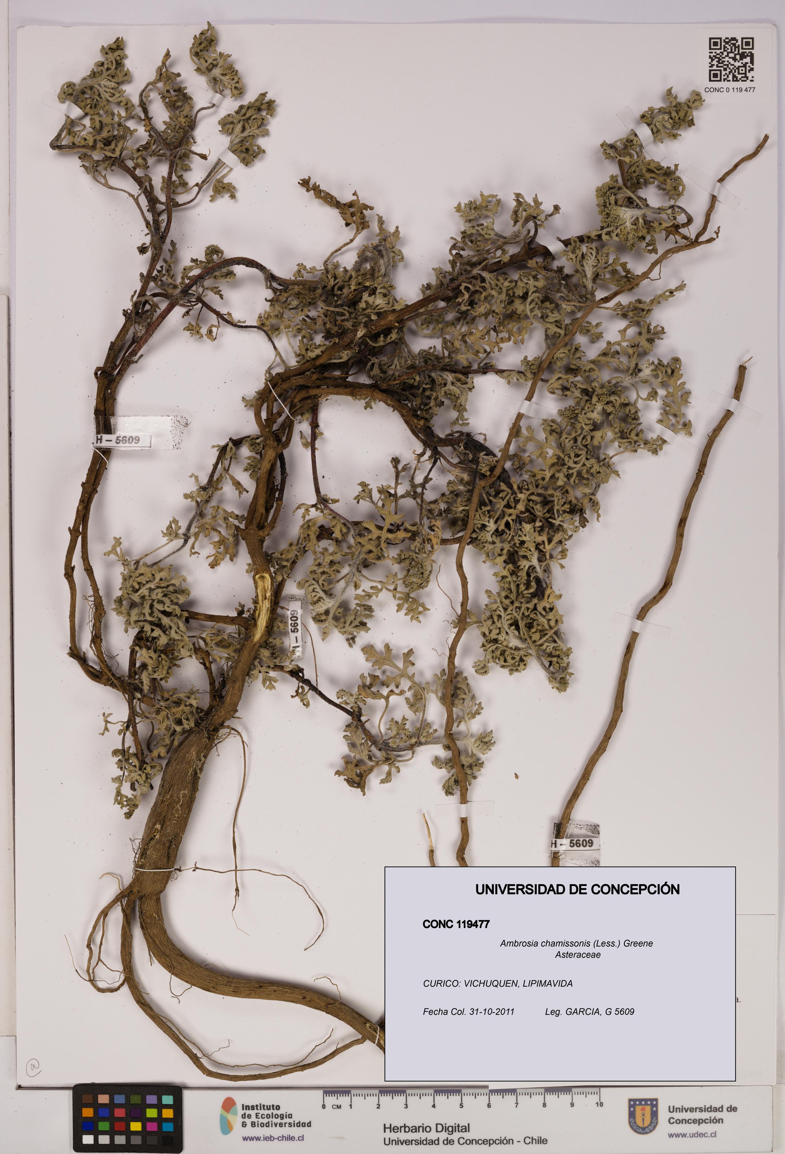 Ambrosia chamissonis [Espécimen: UDEC:CONC:0119477]