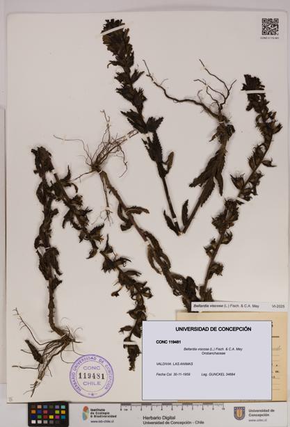 Bellardia viscosa [Espécimen: UDEC:CONC:0119481]