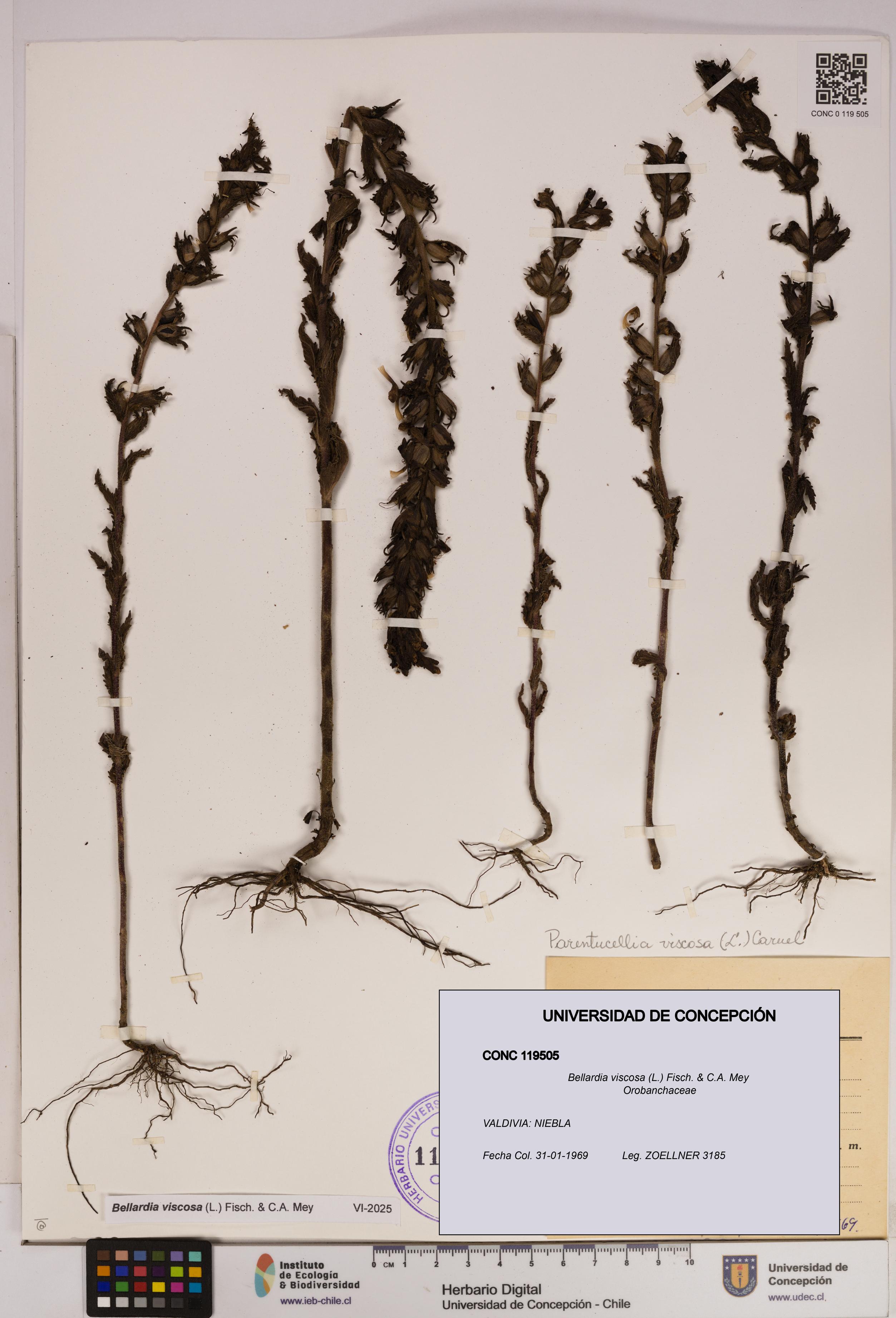 Bellardia viscosa [Espécimen: UDEC:CONC:0119505]