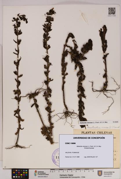 Bellardia viscosa [Espécimen: UDEC:CONC:0119506]