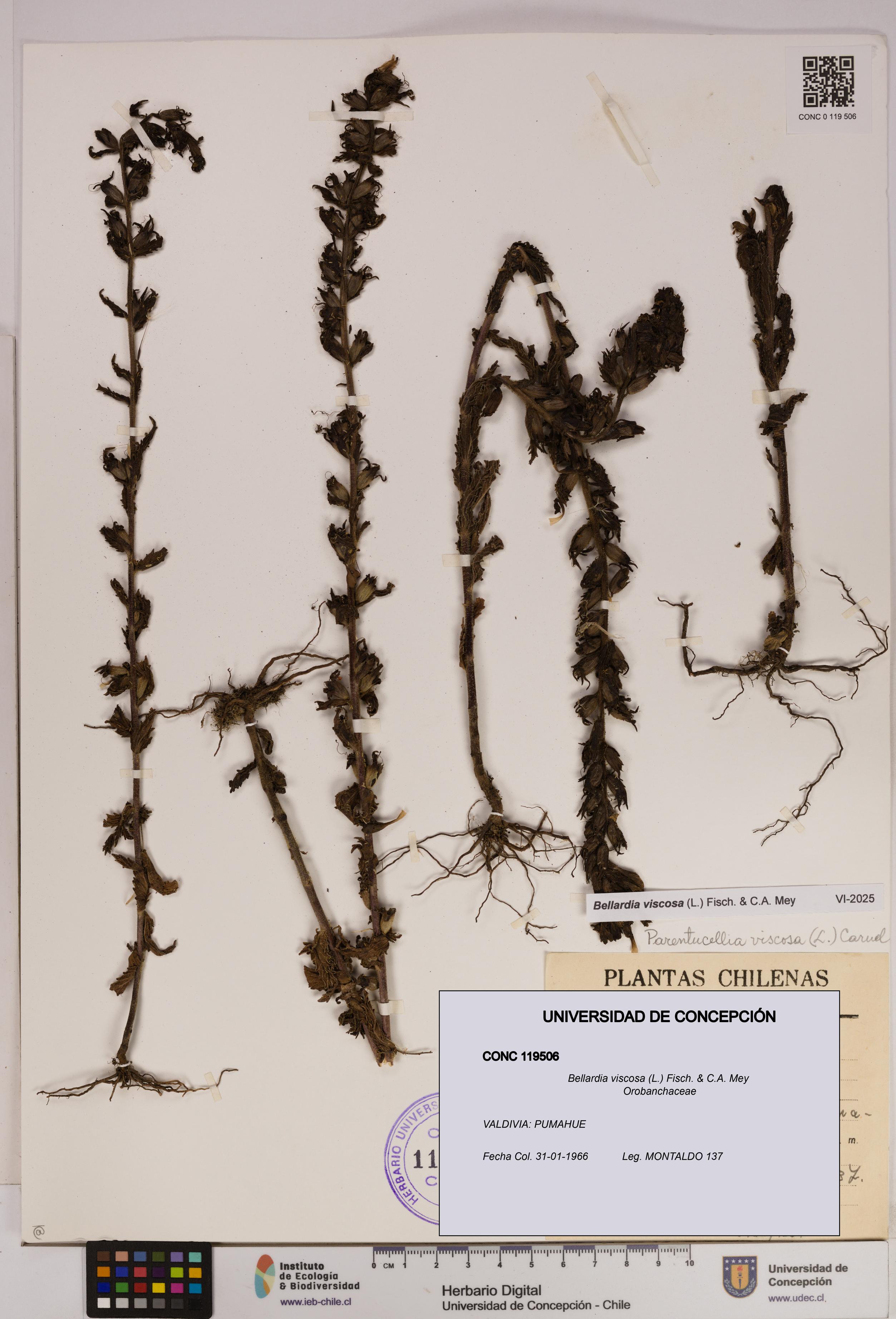 Bellardia viscosa [Espécimen: UDEC:CONC:0119506]