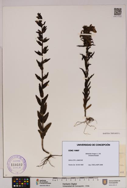 Bellardia trixago [Espécimen: UDEC:CONC:0119507]