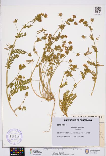 Ornithopus sativus [Espécimen: ]